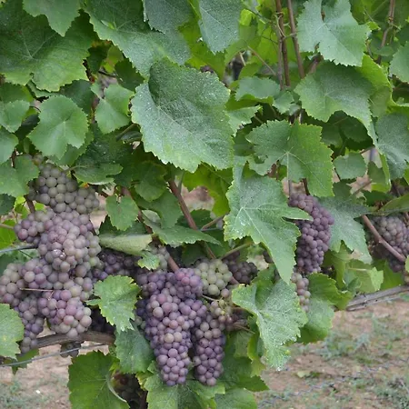 Pensión Doppelzimmer Mit Ausblick 3*