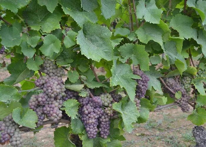 Casa de hóspedes Doppelzimmer Mit Ausblick 3*